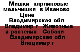 Мишки  карликовые мальчишки  в Иваново › Цена ­ 20 000 - Владимирская обл., Владимир г. Животные и растения » Собаки   . Владимирская обл.,Владимир г.